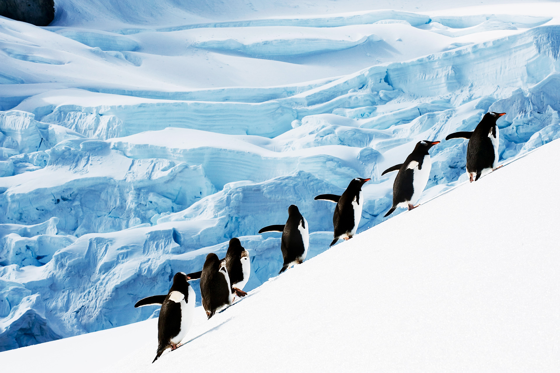 Christmas in Antarctica